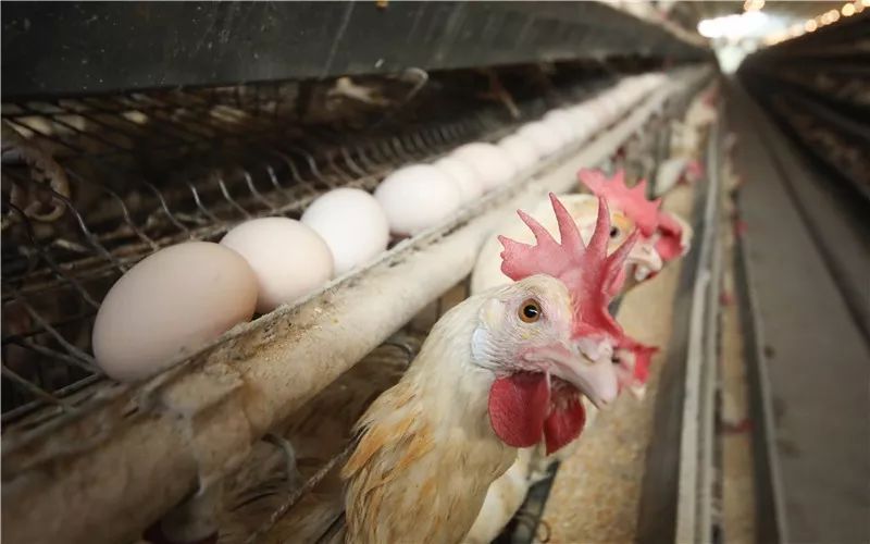 1687683535356250.jpeg d116df4cd925426a9c39f1039dee2abf.jpeg