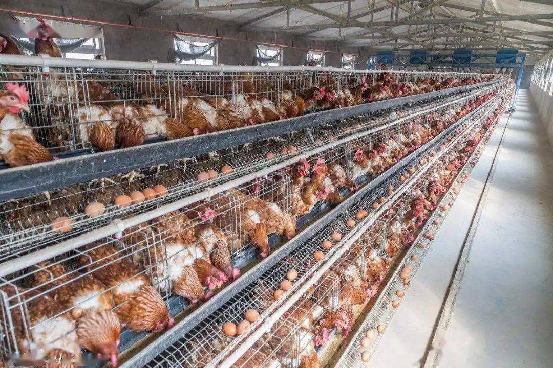 雞蛋價(jià)格略有上漲