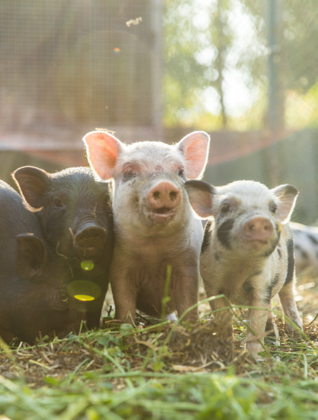 養(yǎng)豬業(yè)正處在洗牌期、轉(zhuǎn)型期、深度變革期，散養(yǎng)戶(hù)該堅(jiān)持還是要放棄？